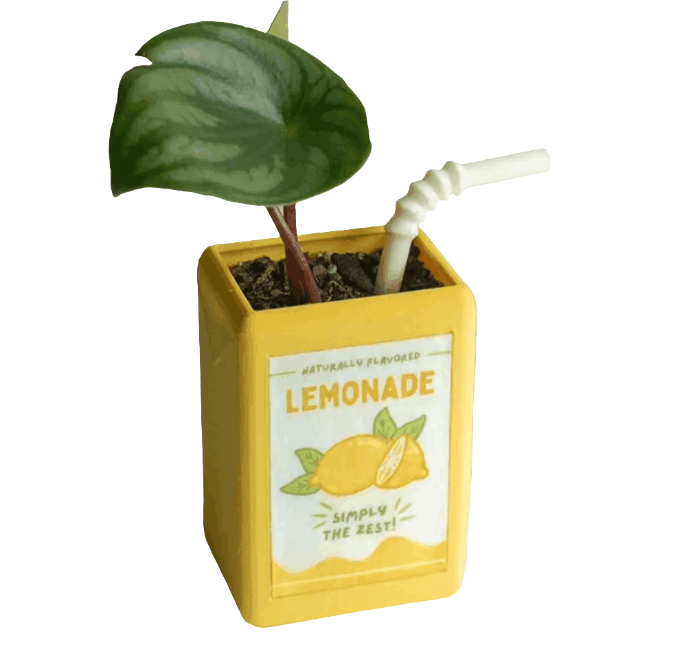 Lemonade Planter - Simply the Zest! - Koda Store - Free Shipping